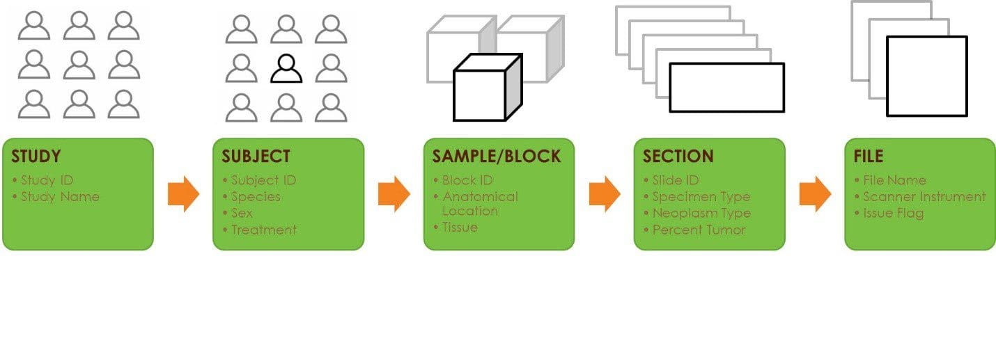 Digital pathology entity & attribute examples (sample lineage)